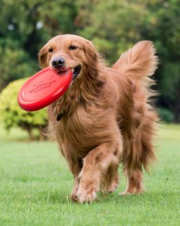 Baconduftende Hundefrisbee